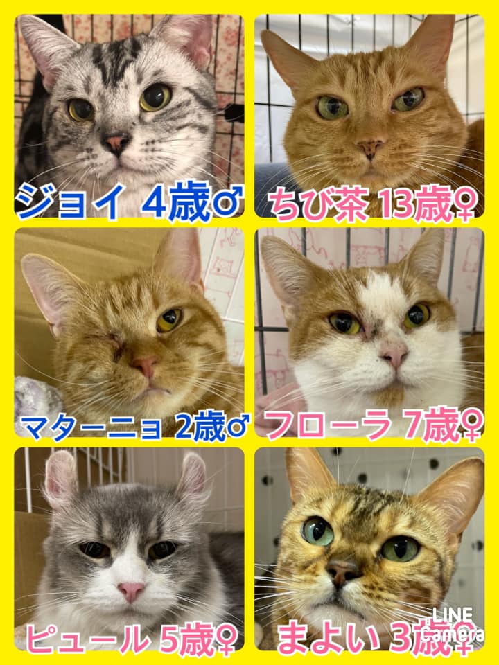 🐾今日の里親様募集中ニャンコ🐱メンバーです🐾2021,3,20